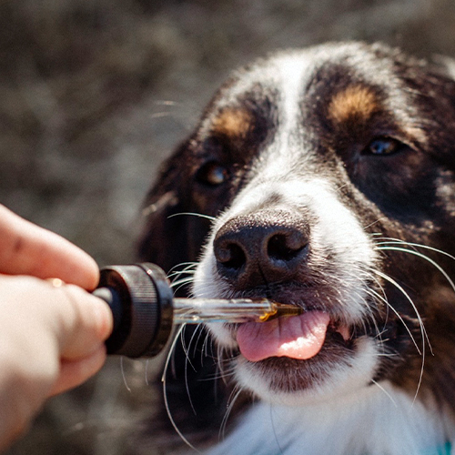 Is it Safe to Vape Around Pets? | MONVAPER